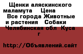 Щенки аляскинского маламута  › Цена ­ 15 000 - Все города Животные и растения » Собаки   . Челябинская обл.,Куса г.